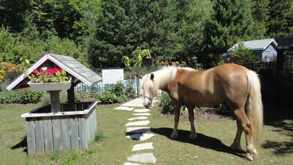 Auberge Le Cheval Bleu Saint-Alphonse-Rodriguez Esterno foto